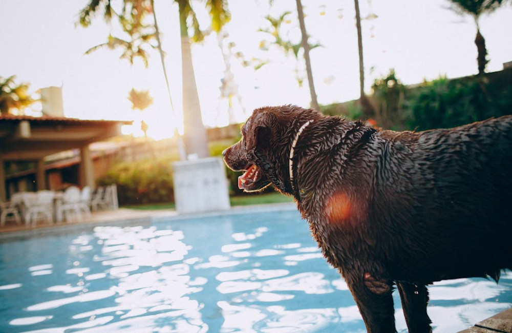 Vakantie boeken met de hond? Tips en informatie voor een onbezorgde reis!